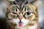 ХОККЕЙНЫЕ КОТЫ. МИФ ИЛИ РЕАЛЬНОСТЬ?